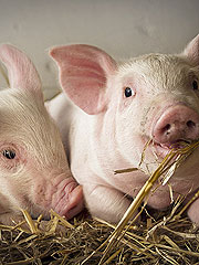 Verantwortliche Tierhaltung